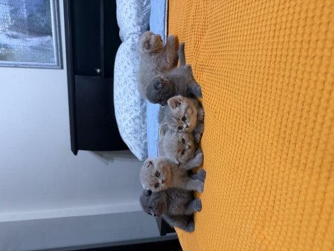7 adet scottish fold yavrusu