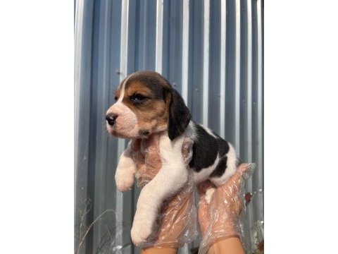 Irk ve sağlık garantili beagle yavrular