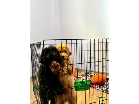 6 aylık siyah toy poodle