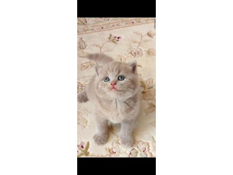 Gri lilac dişi erkek british yavrular