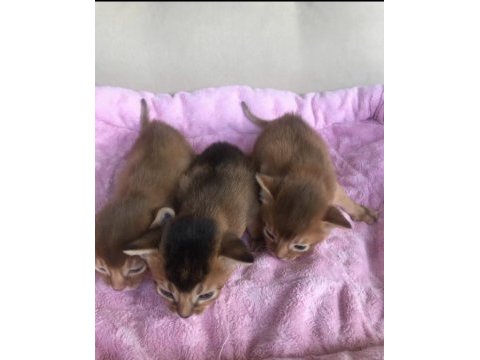 Safkan secereli anne babadan abyssinian yavrular