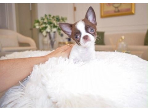 Micro mini wc eğitimli chihuahua