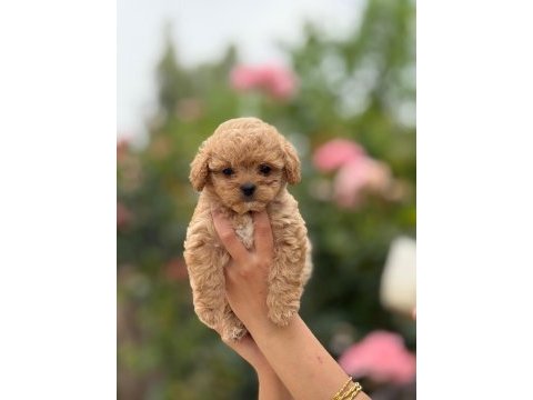 Çok sağlıklı malıtpoo bebekler 