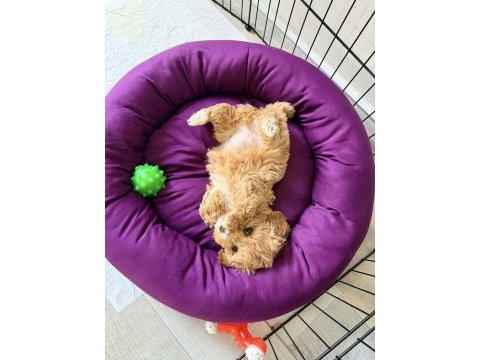 Podell_ankara sizin için seçtiği özel yavru köpekler