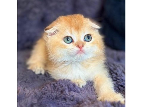 Scottish fold golden bebek