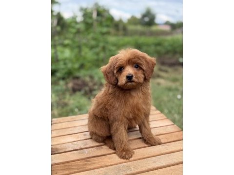 Red maltipoo erkek küt burun