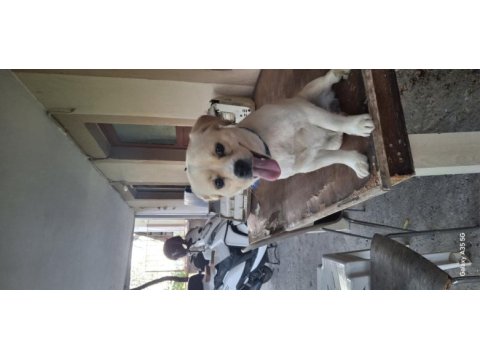 Pekinez ve terrier melezi
