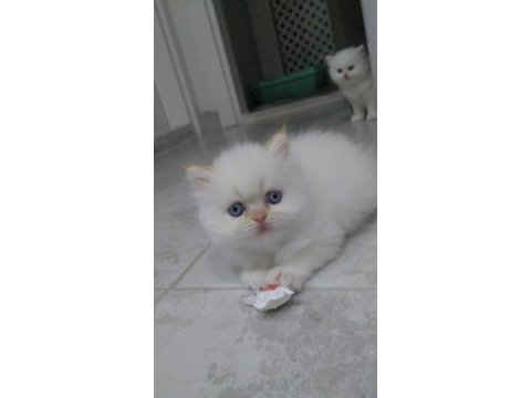 İran kedisi 2 aylık acil