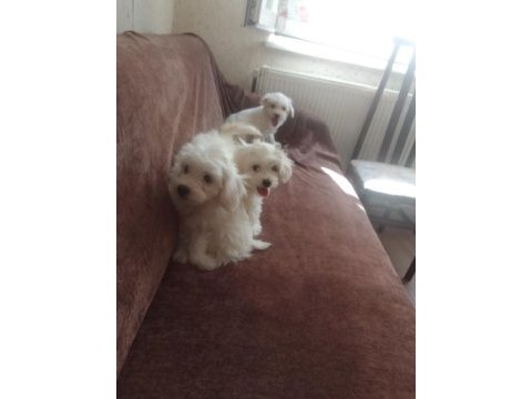 Maltese terrier yavrular