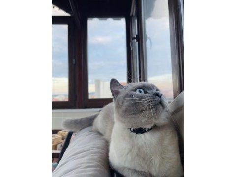 Blue point 4 yaşında erkek kedimiz