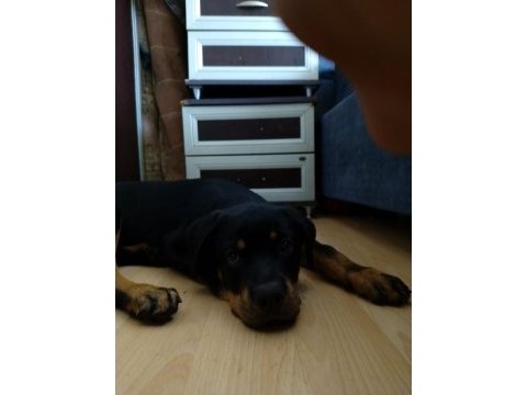 Scrli 3.5 aylik erkek rottweiler aciklama okuyunuz