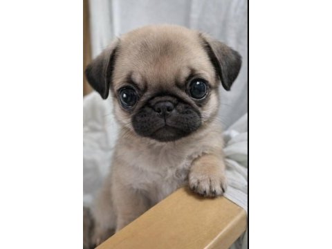 Irk sağlık garantili safkan boncuk gözlü pug mops