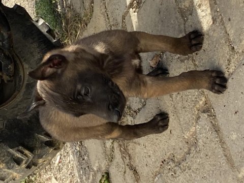 Irk ve sağlık garantili belçika kurdu yavrular