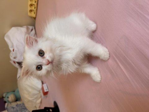 Scottish fold longhair