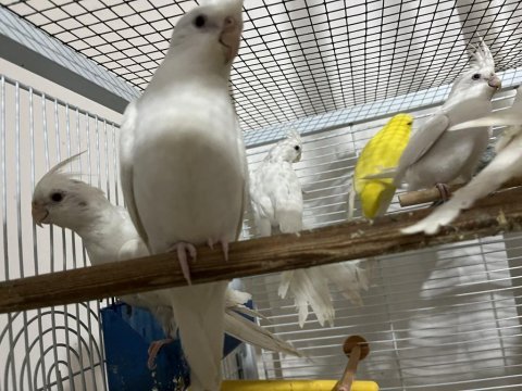 Albino sultan papağanı yavrular