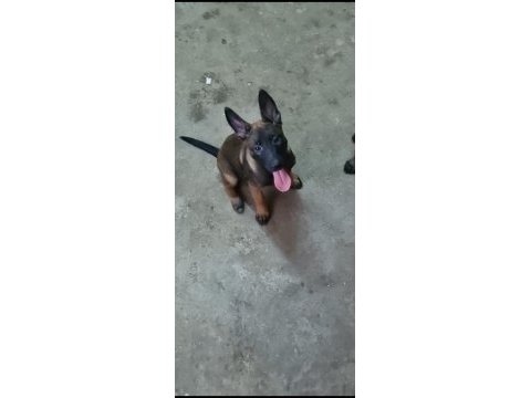 Yavru belçika malinois belçika kurdu