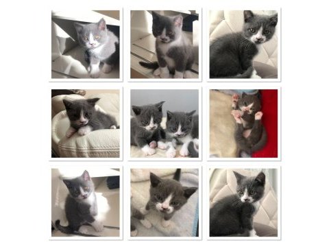 Yavrularıma yeni yuvasını arıyorum scottish fold