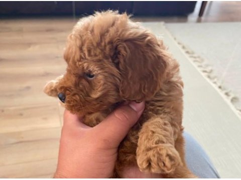 Yavru toy poodle