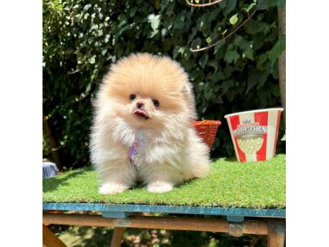 Orjinal pomeranian boo