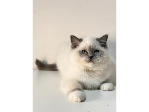 Şampiyon şecereli soyu safkan ragdoll yavruları