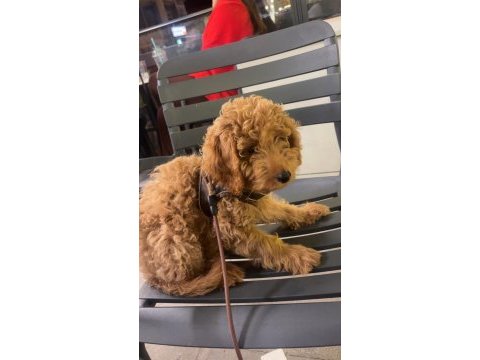 4 aylık poodle