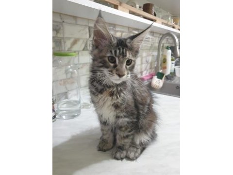 Show kalitesinde muhteşem maine coon dişi