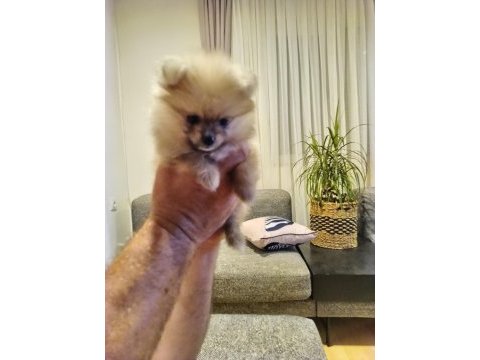 Mayıs isimli pomeranian yavrumuz