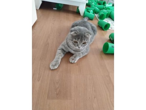 Scottish fold