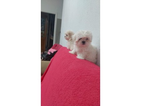 Petmode köpek çiftliğinde kore kan maltese
