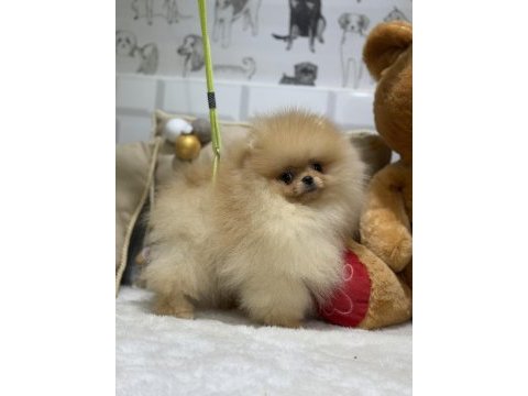 Show kalite üst düzey pomeranian boo