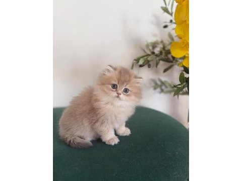 Ay11 british longhair dişi