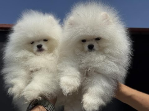 Petmode köpek çiftliğinden  sçr li pomeranian 