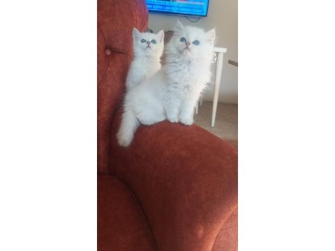 British longhair sağlıklı oyuncu kedimiz
