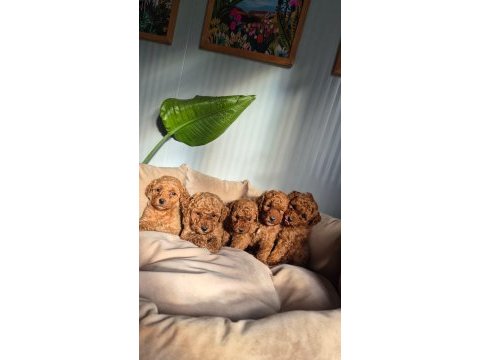 Oyuncak poodle bebekler