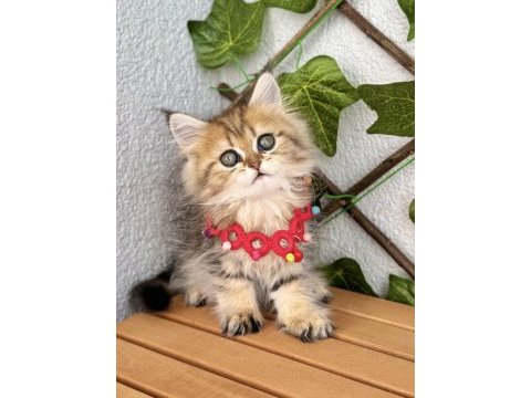 Golden british dişi ayıcık surat kızımız