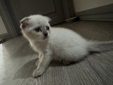 British shorthair yavrularımız yeni yuvalarını bekliyor