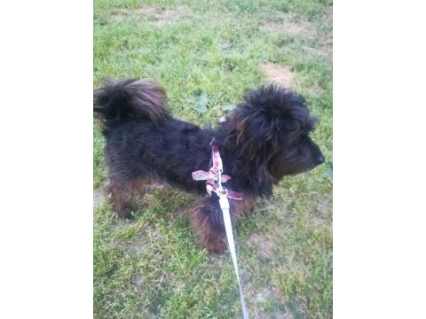 Sevimli ve zeki maltipoo