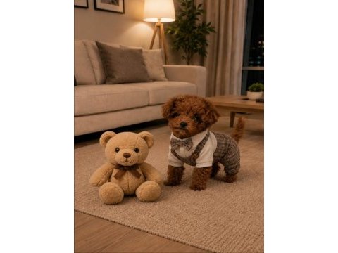 4 aylık 1500 gr safkan toy poodle