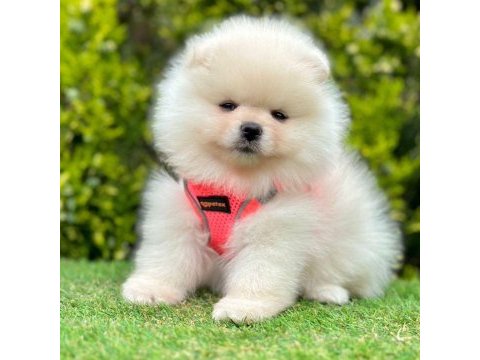 Sevimli pomeranian boo yavrularımız