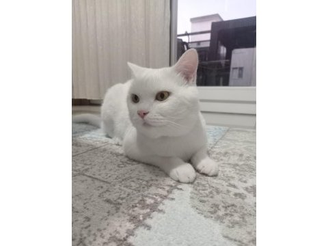 Oyun canavarı british shorthair sahiplendim diyeceksiniz