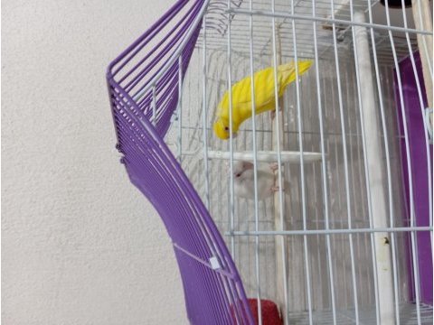 Takım forpus papağanı