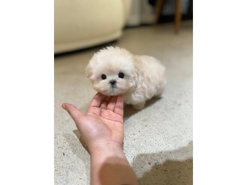 En ozel ve güzel toy poodle bebeklerim