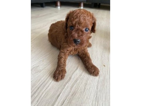 Kore erkek toy poodle bebekler
