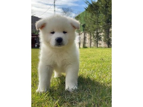 Japon akita ınu yavrulari istanbul 