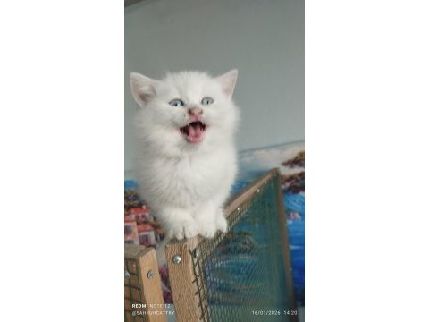 Munchkin cüce kediler