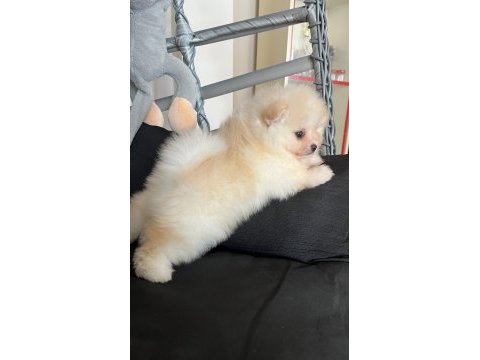 Pomeranian ayıcık