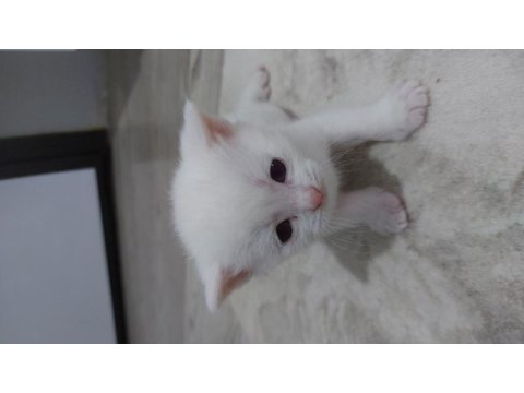 1 haftalık british shorthair yavrular