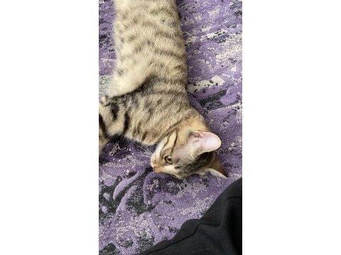 Minik bebeğe yuva tekir