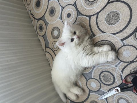 Dünya güzeli british longhair prenses