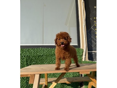Toy poodle erkek yavrumuz